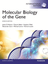 MOLECULAR BIOLOGY OF THE GENE
