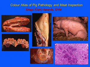 COLOUR ATLAS OF PIG PATHOLOGY AND MEAT INSPECTION